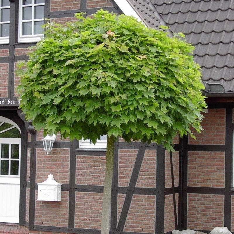 Kugelbäume als stilvolle Hingucker für kleine Gärten