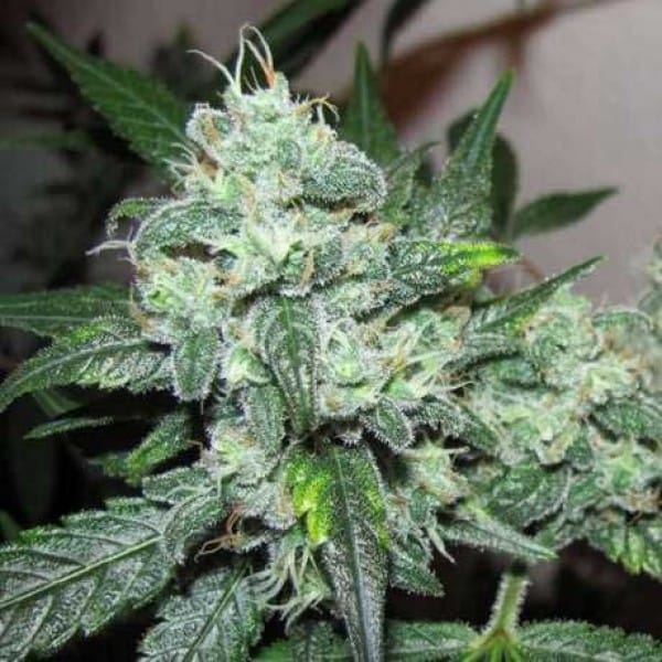 Desert Diesel: Navigation durch das trockene Terrain einzigartiger Cannabismischungen