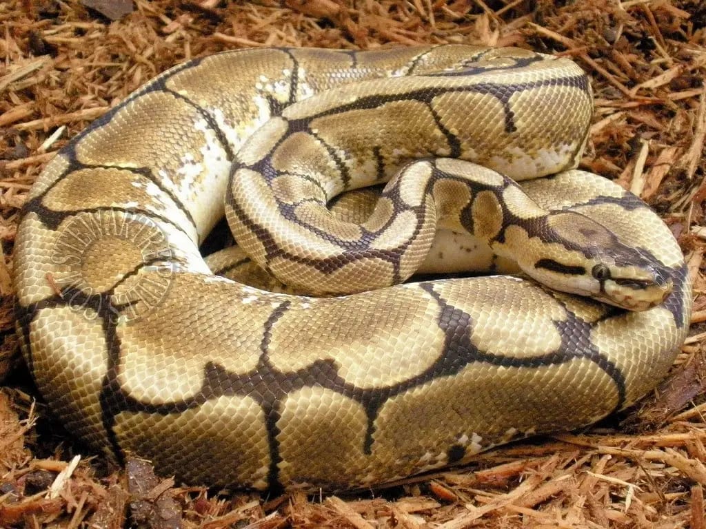 What Is a Snake with Legs? Understanding the Unique Phenomenon